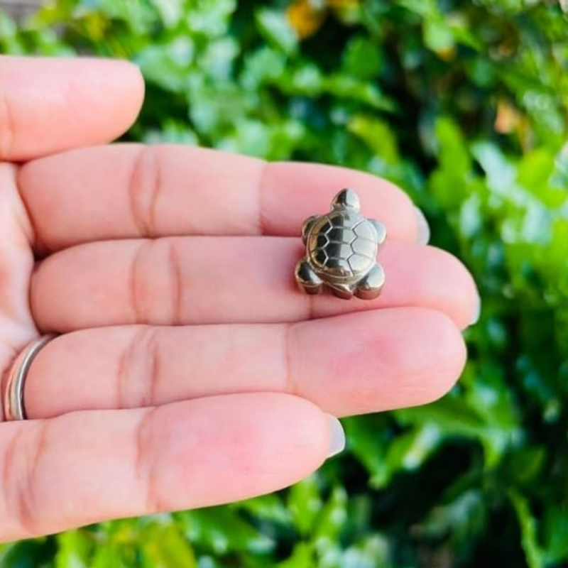 Money Magnet Tortoise